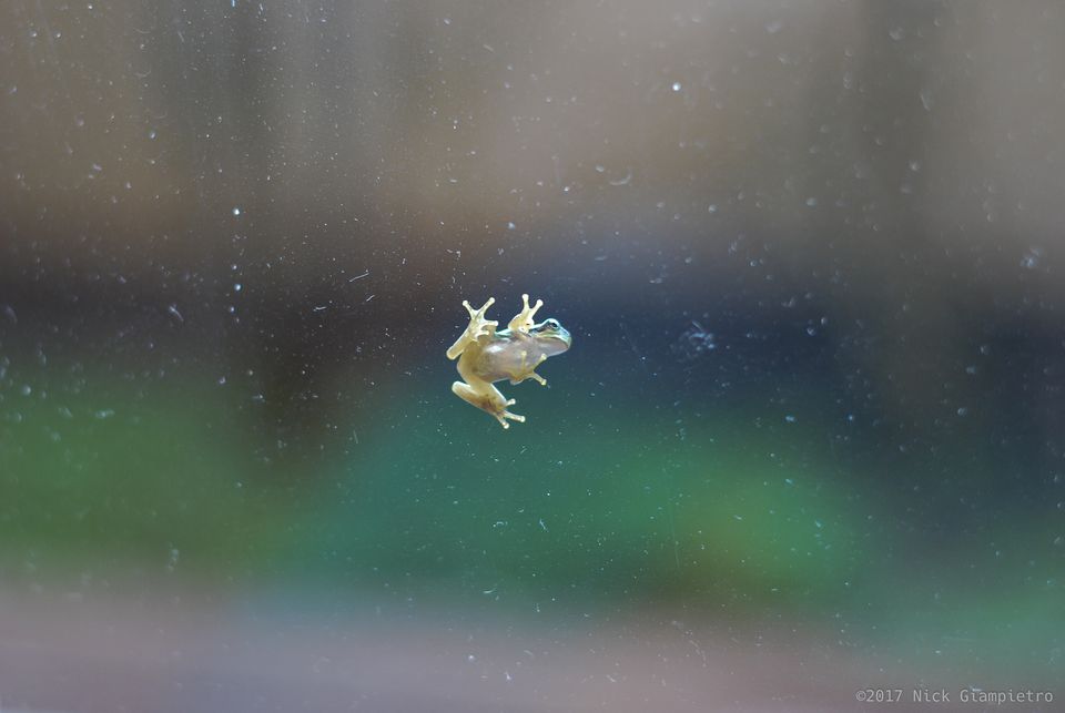 Fukuoka Frog Window