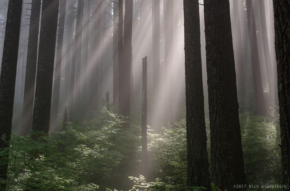 Wahkeena Springs Tree